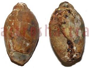 heera shankh